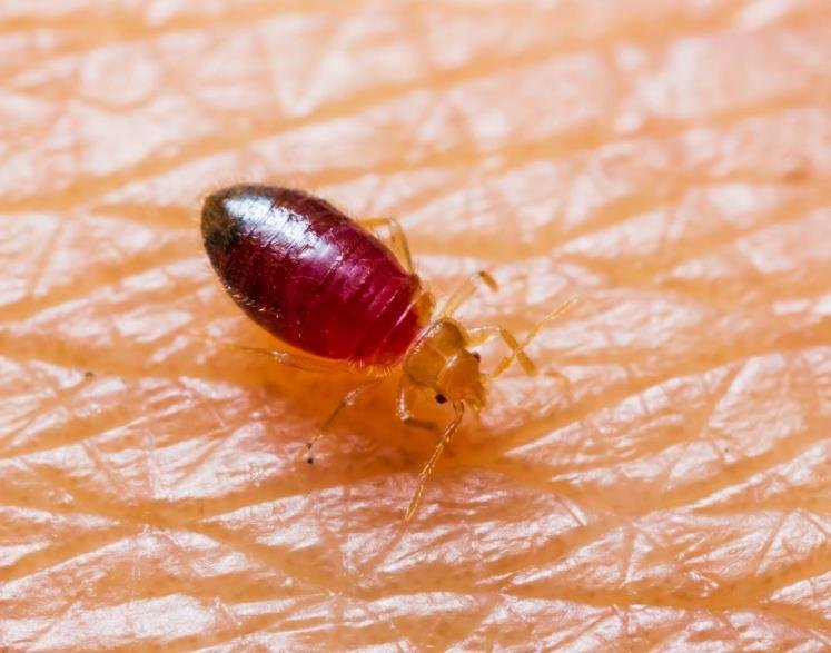 Bye Bye Bed Bugs: Effective Strategies for a Pest-Free Home