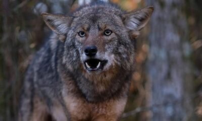 Can I Shoot a Coyote on My Property in Pennsylvania? What You Need to Know