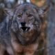 Can I Shoot a Coyote on My Property in Pennsylvania? What You Need to Know