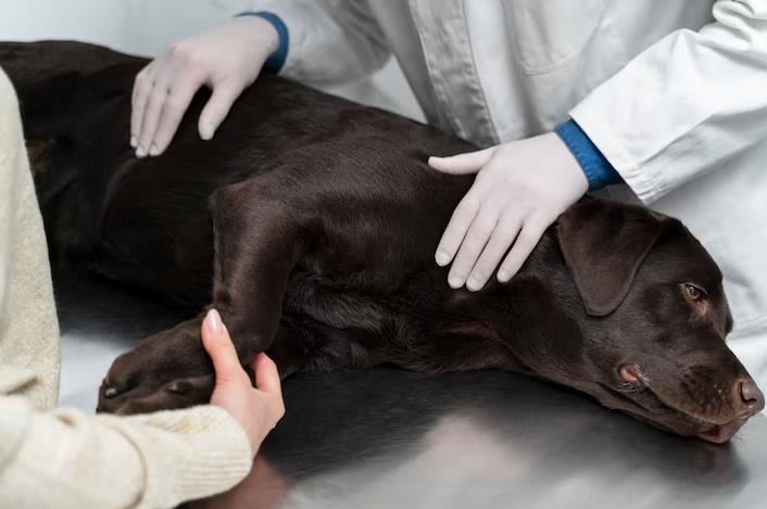 Kidney Failure in Dogs: When to Euthanize - Expert Guide