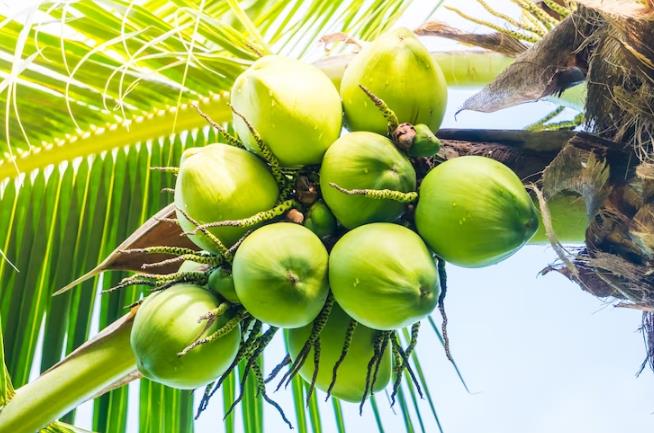 What Fruits Grow on Palm Trees: A Complete Guide