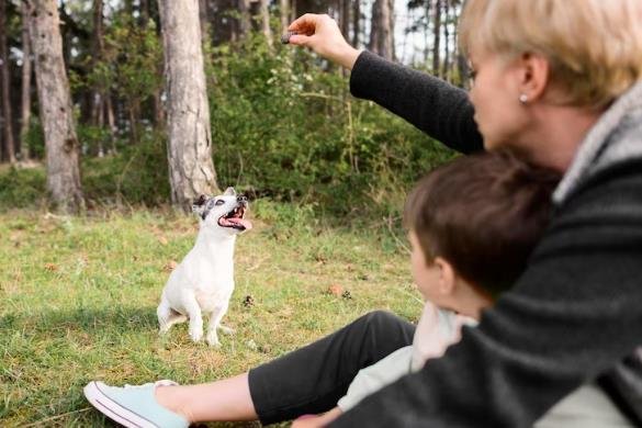 Why Do Dogs Like Pets? The Science Behind It