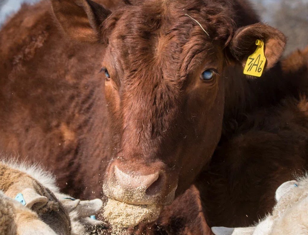 Unraveling the Mystery: The Collaborative Quest to Understand Liver Abscesses in Cattle
