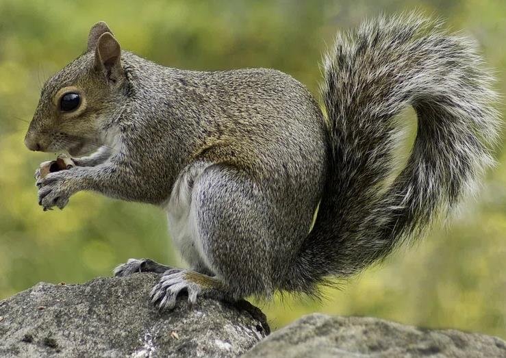 The Squirrel Saga: National Parks’ Furry Fiasco