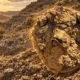 First adult T. rex trackway near Marmarth