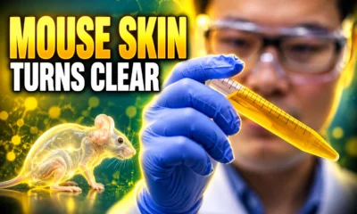 tartrazine mouse skin transparent human trial withdrawn